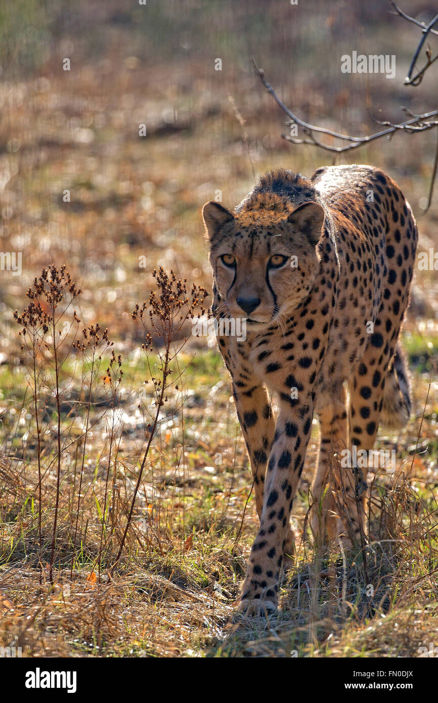 Cheetah dans la nature Banque D'Images Cheetah dans la nature Banque D'Images