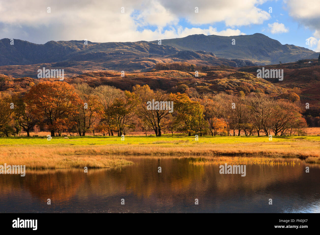 Vue de la montagne lointaine Cnicht avec arbres en automne couleur reflète dans Llyn Dinas Lake dans la région de Snowdonia, en novembre. Nant Gwynant Gwynedd North Wales UK Banque D'Images