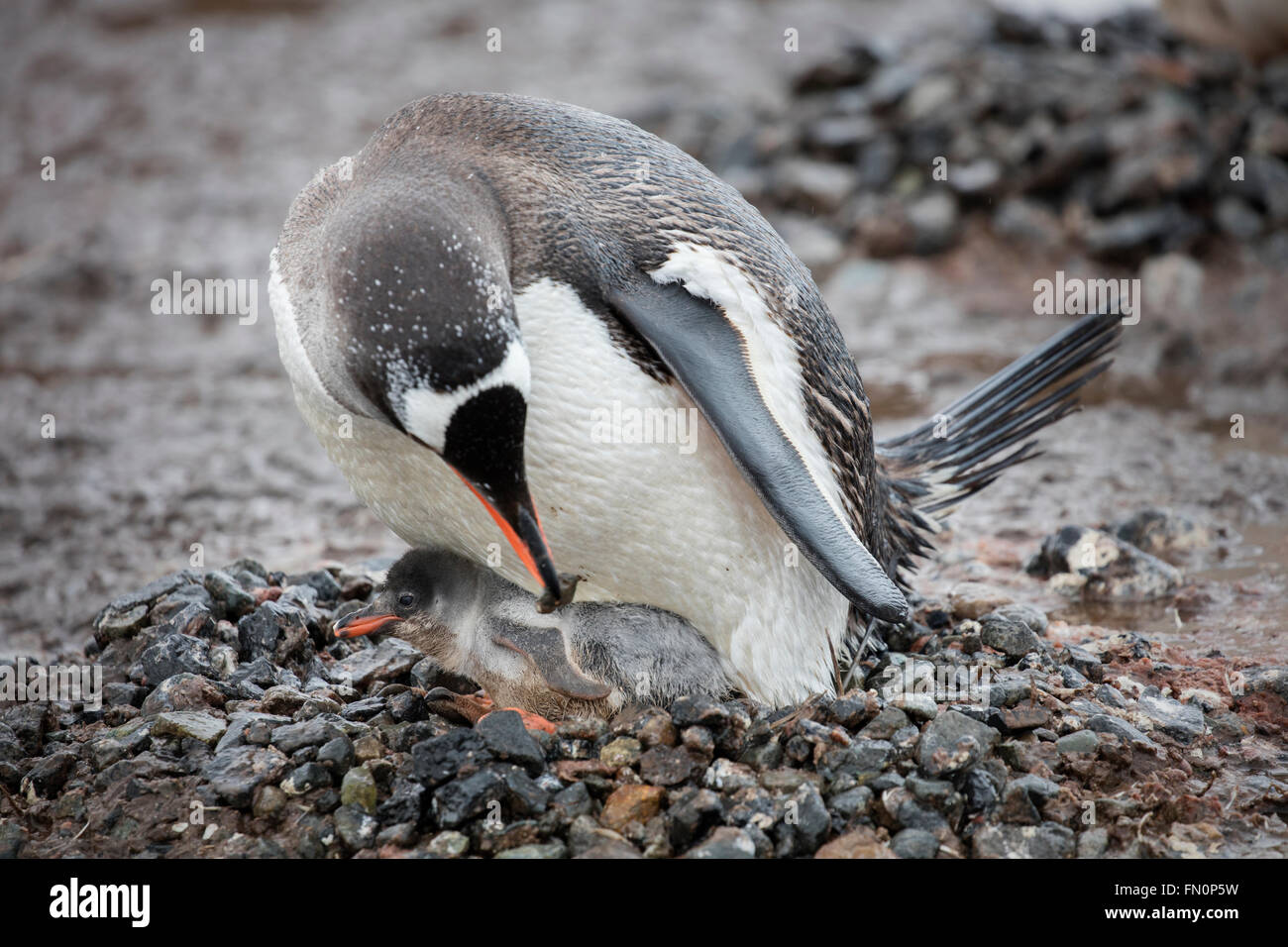 L'antarctique, péninsule antarctique, Port Lockroy, Gentoo pingouin, des profils avec chick sur son nid Banque D'Images