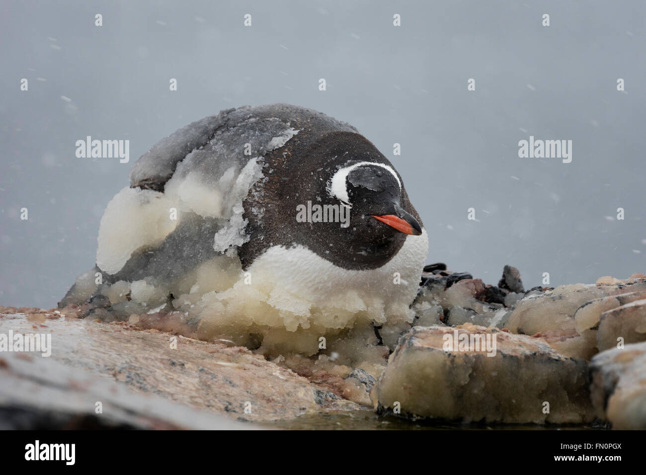 L'antarctique, péninsule Antarctique, l'île Booth, Gentoo pingouin allongé sur son nid, recouverte de glace Banque D'Images L'antarctique, péninsule Antarctique, l'île Booth, Gentoo pingouin allongé sur son nid, recouverte de glace Banque D'Images