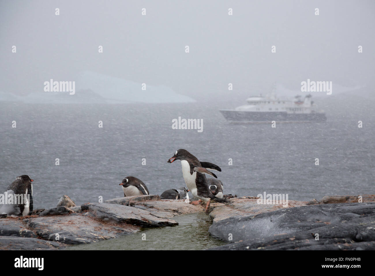 L'antarctique, péninsule Antarctique, l'île Booth, Gentoo pingouin exerçant son nid de pierre, navire d'expédition Hanse Explorer Banque D'Images