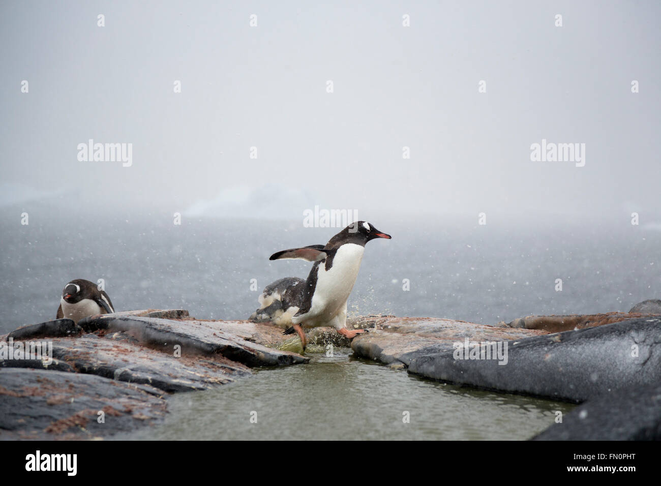 L'antarctique, péninsule Antarctique, l'île Booth, Gentoo pingouin aller chercher des pierres pour mettre sur son nid Banque D'Images