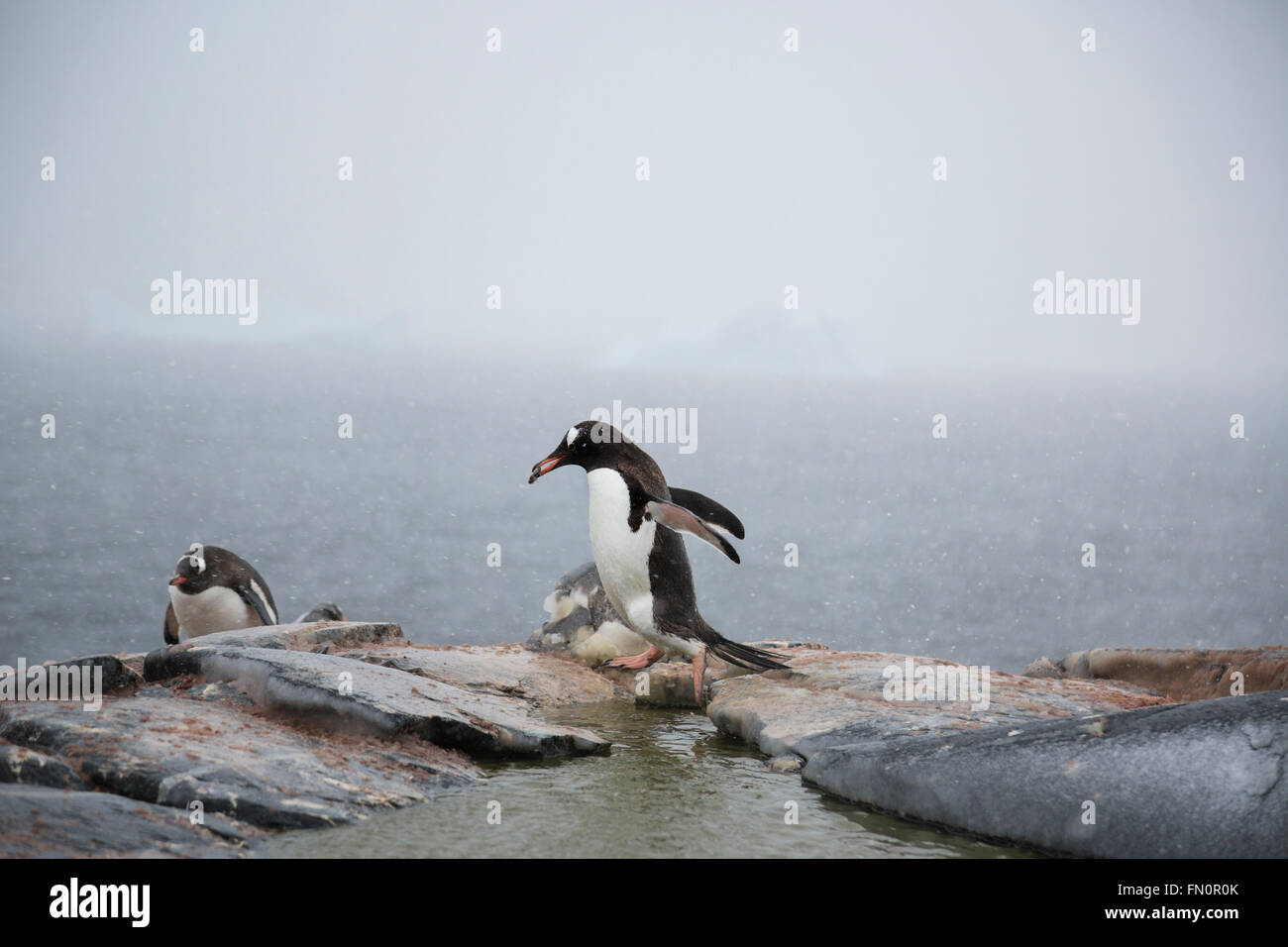 L'antarctique, péninsule Antarctique, l'île Booth, Gentoo pingouin exerçant son nid de pierre Banque D'Images