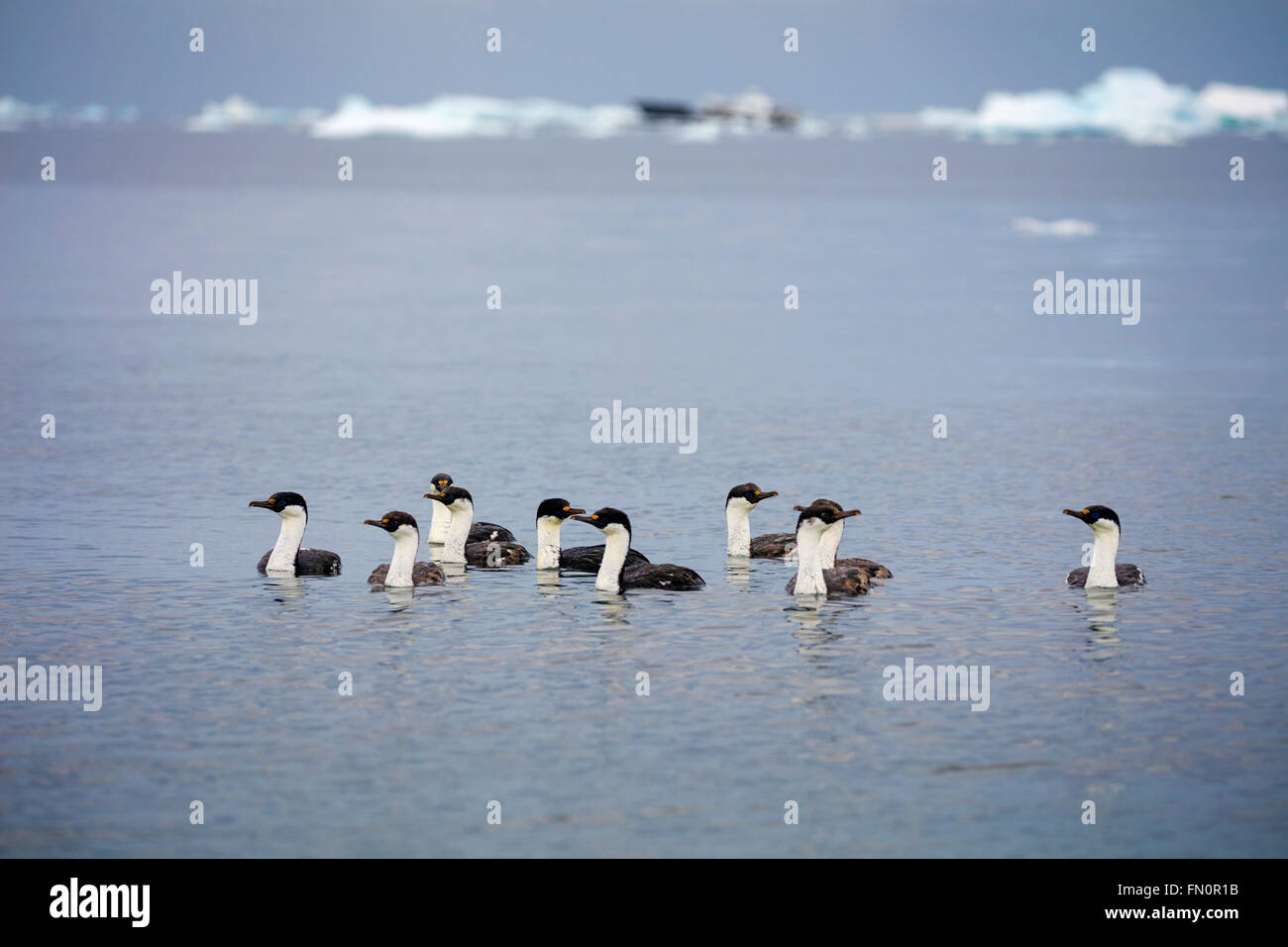 L'antarctique, péninsule Antarctique, îles de poissons, troupeau de cormorans aux yeux bleus Banque D'Images