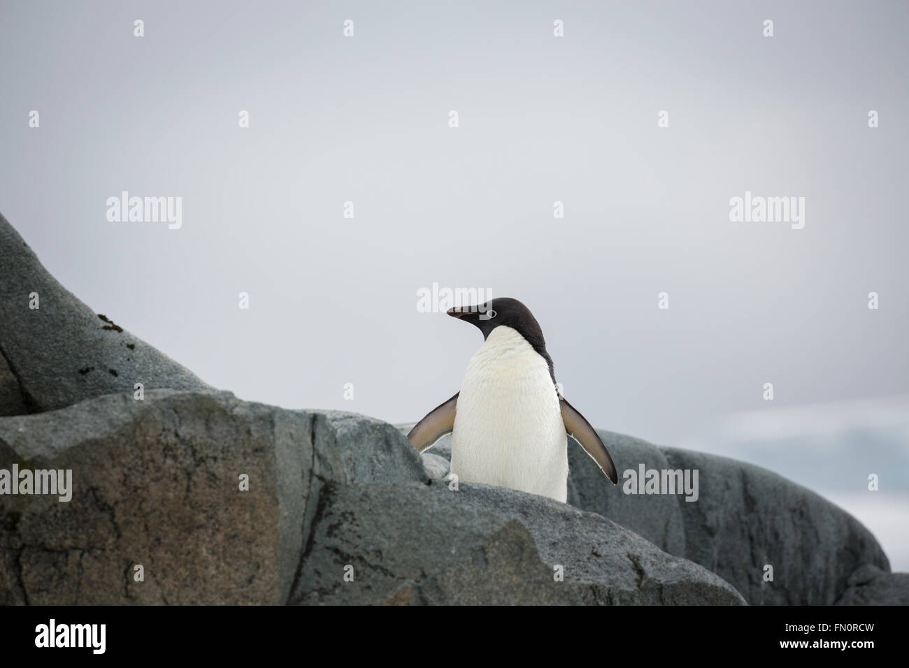 L'antarctique, péninsule Antarctique, l'Île Petermann, Adelie penguin. Banque D'Images