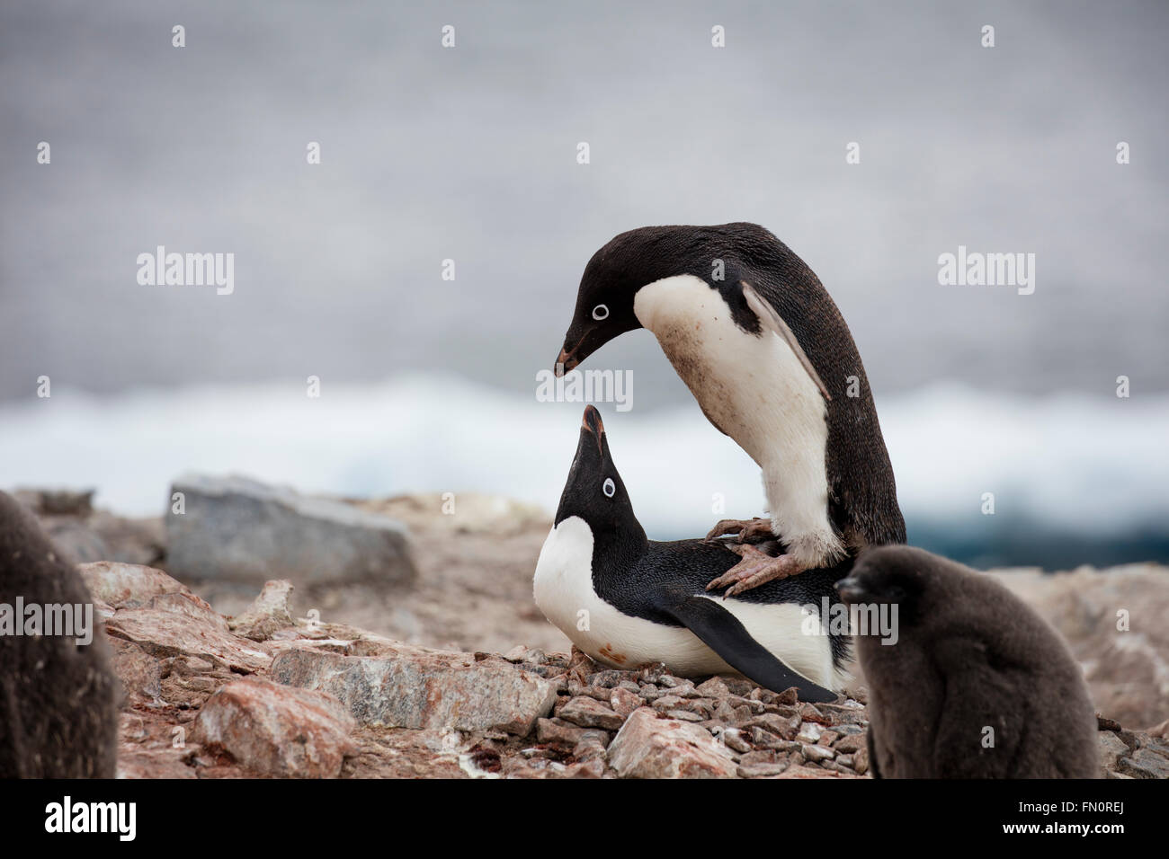 L'antarctique, péninsule Antarctique, l'Île Petermann, Adelie penguin, paire d'accouplement Banque D'Images