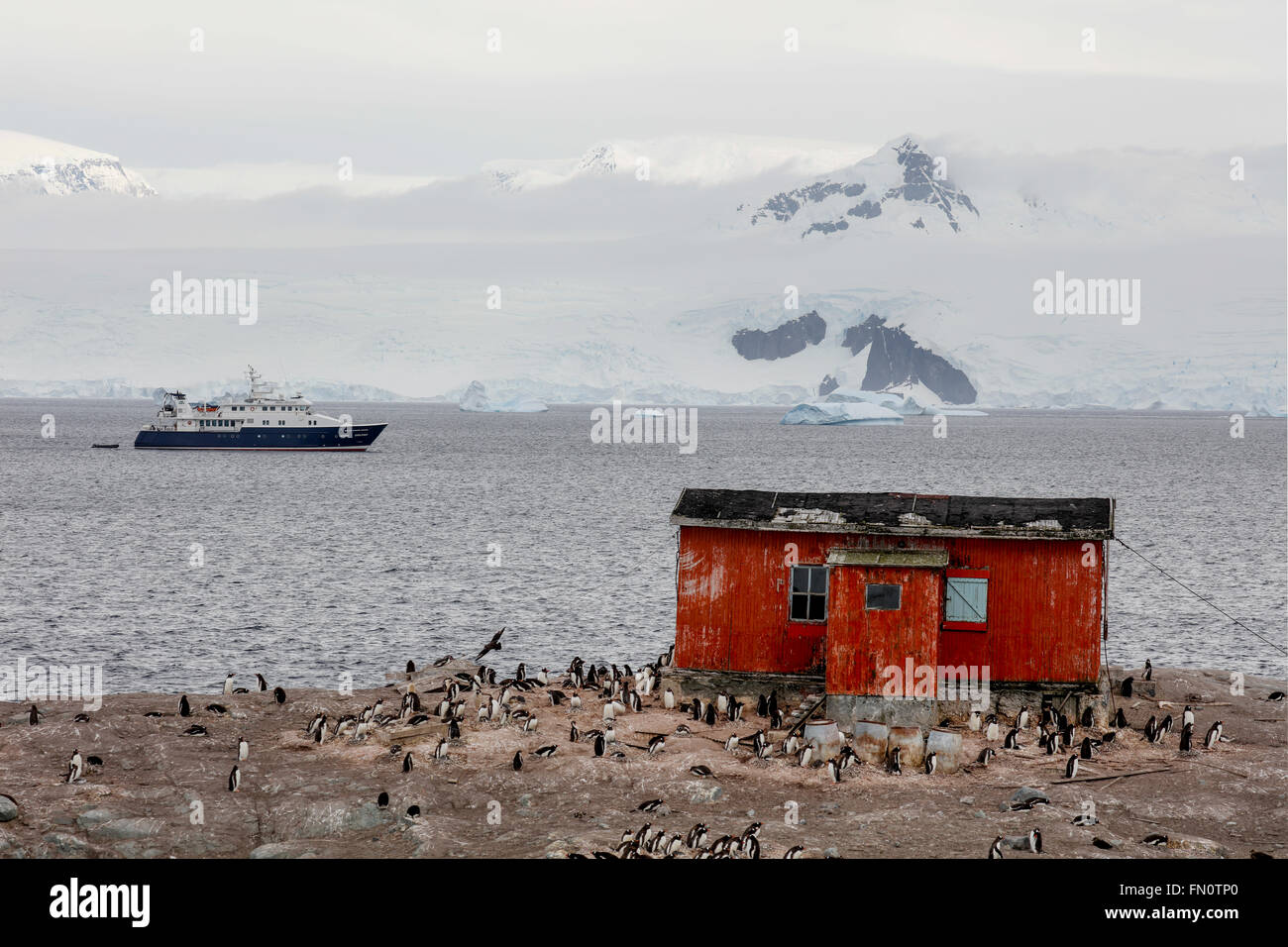 L'antarctique, péninsule Antarctique, l'île de Trinité, Mikkelsen Harbour, manchots sur la rive, navire d'expédition Hanse Explorer. Banque D'Images