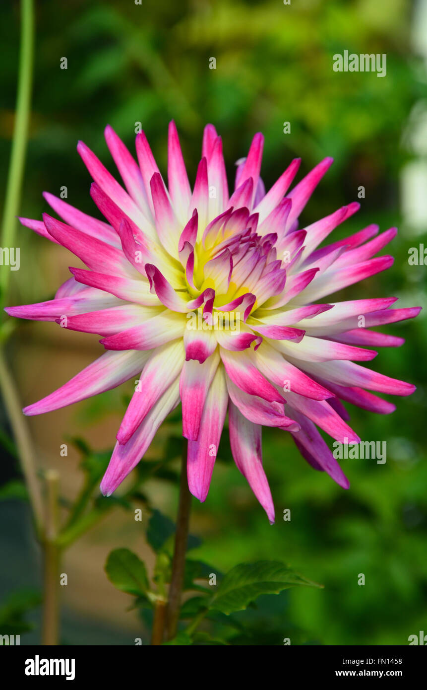 Belle fleur dahlia rose et blanc Banque D'Images