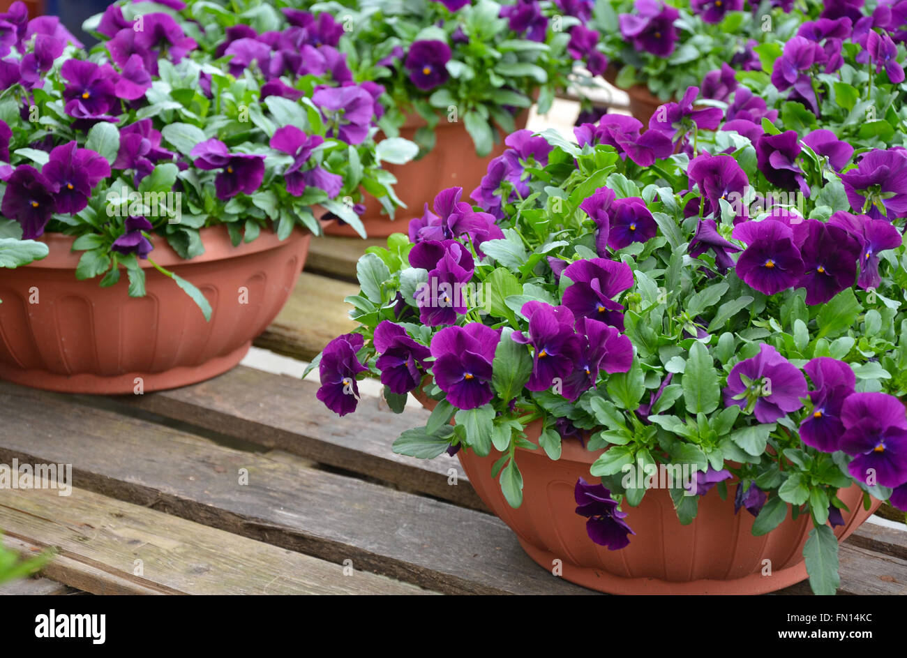 Pots plein de belles pensées violettes Banque D'Images