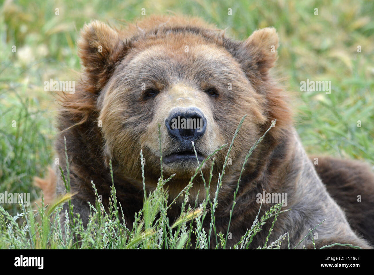 Arc Vintage Bear Archery Kodiak K4 De 1951, Statique Recourbé, Aluminium – 41 Livres
