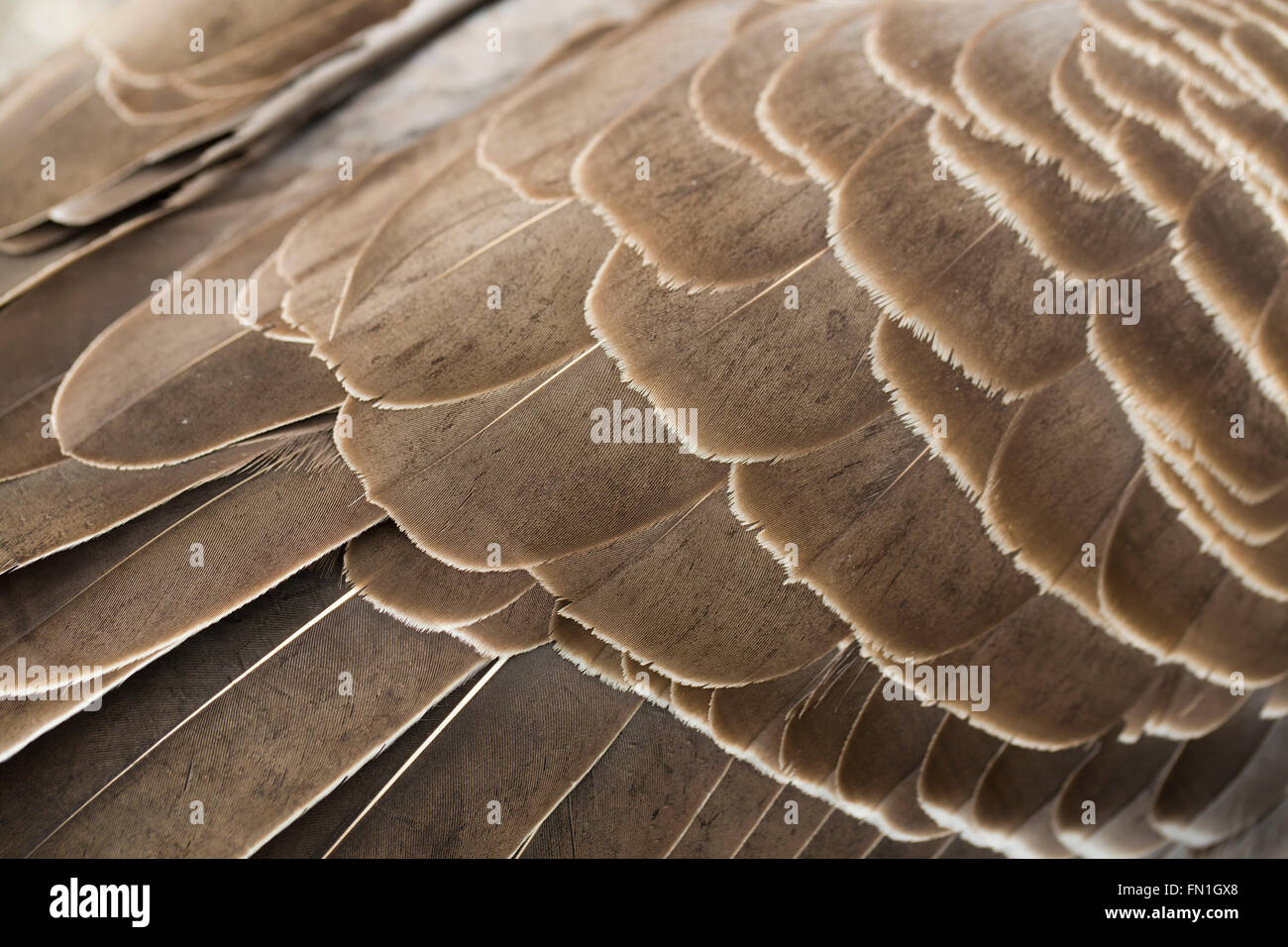 Oie cendrée Anser anser ; seul détail de plumes ; UK Anglesey Banque D'Images