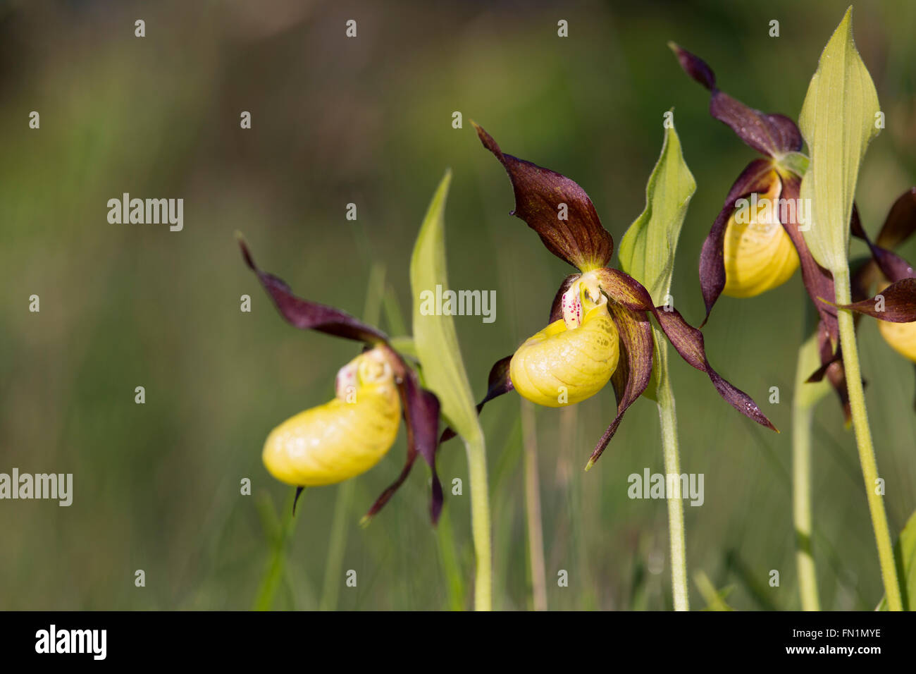 Lady's Slipper orchidée, fleur Cypripedium calceolus Cumbria UK ; Banque D'Images