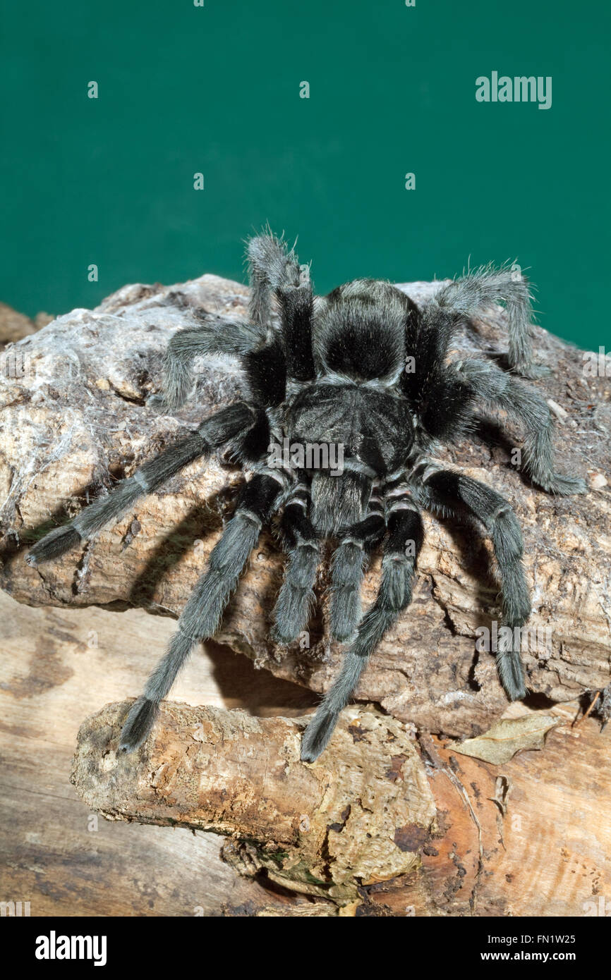 Tarantula Spider noir brésilien (Grammostola pulchra). Banque D'Images