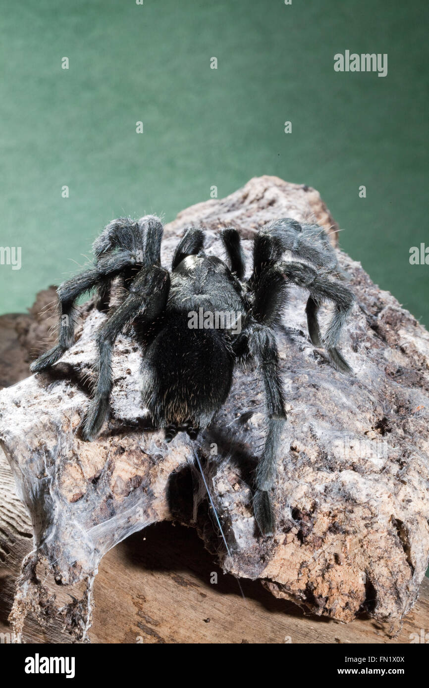 Tarantula Spider noir brésilien (Grammostola pulchra). Vue arrière de l'abdomen. Filières avec fil de soie. Banque D'Images