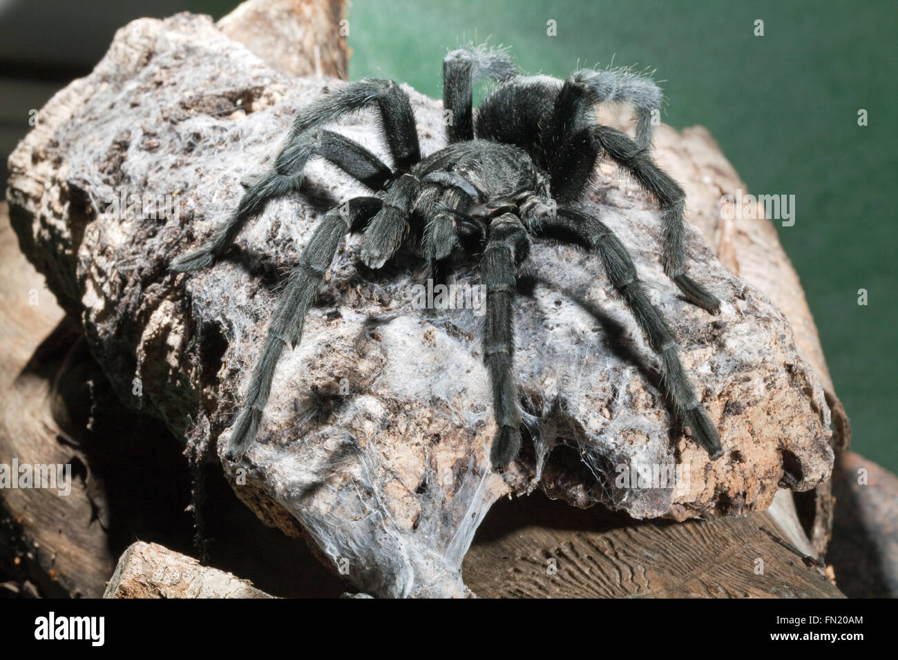 Tarantula Spider noir brésilien (Grammostola pulchra). Fil de soie couverts environs de cavité, accueil Banque D'Images