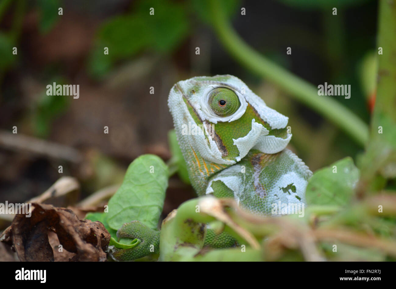 Chameleon se reflète dans le feuillage. Banque D'Images