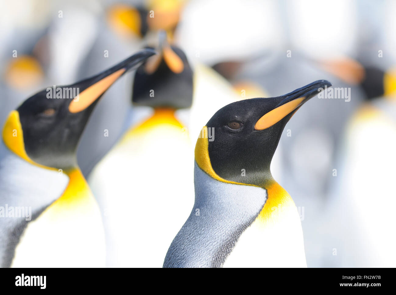 Le manchot royal (Aptenodytes patagonicus) sur la plage près de leur colonie de nidification. La plaine de Salisbury, Bay of Isles, la Géorgie du Sud. Banque D'Images