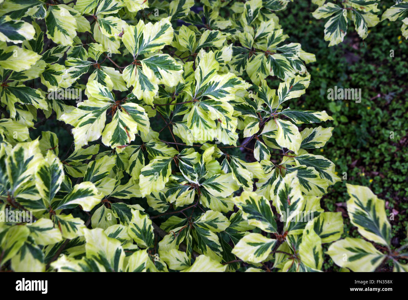 Fagus sylvatica 'Albovariegata', hêtre européen, feuilles de feuillage variégées Banque D'Images