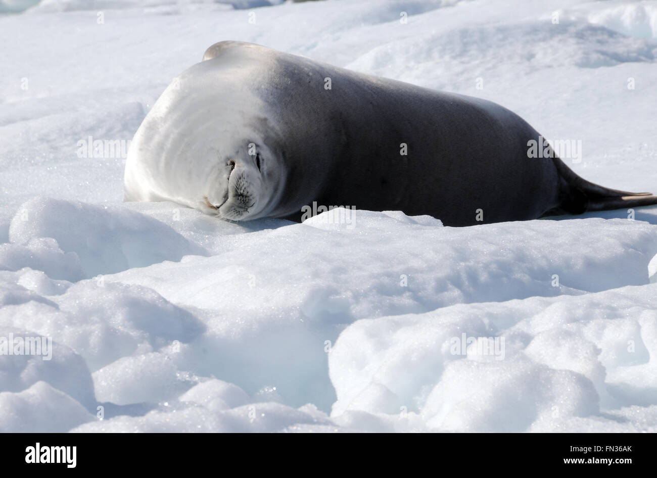 Un joint de crabiers (Lobodon carcinophaga ou carcinophagus) dort sur un banc de glace à Hope Bay. L'antarctique Banque D'Images