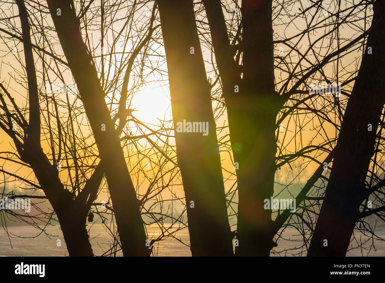 Arbre en hiver et le soleil Banque D'Images