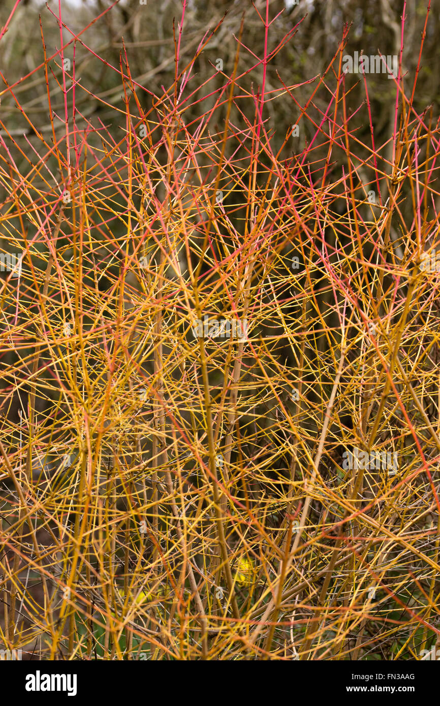 Cultivé pour l'hiver, Cornus sanguinea 'Midwinter Fire' est jaune sur rouge, en bois plus anciens sur les nouvelles branches Banque D'Images