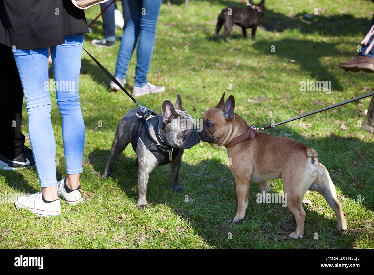 13 mars 2016 - Rencontrez-vous et marchez de Londres Bouledogue Français propriétaires à Regent's Park, London, UK Banque D'Images