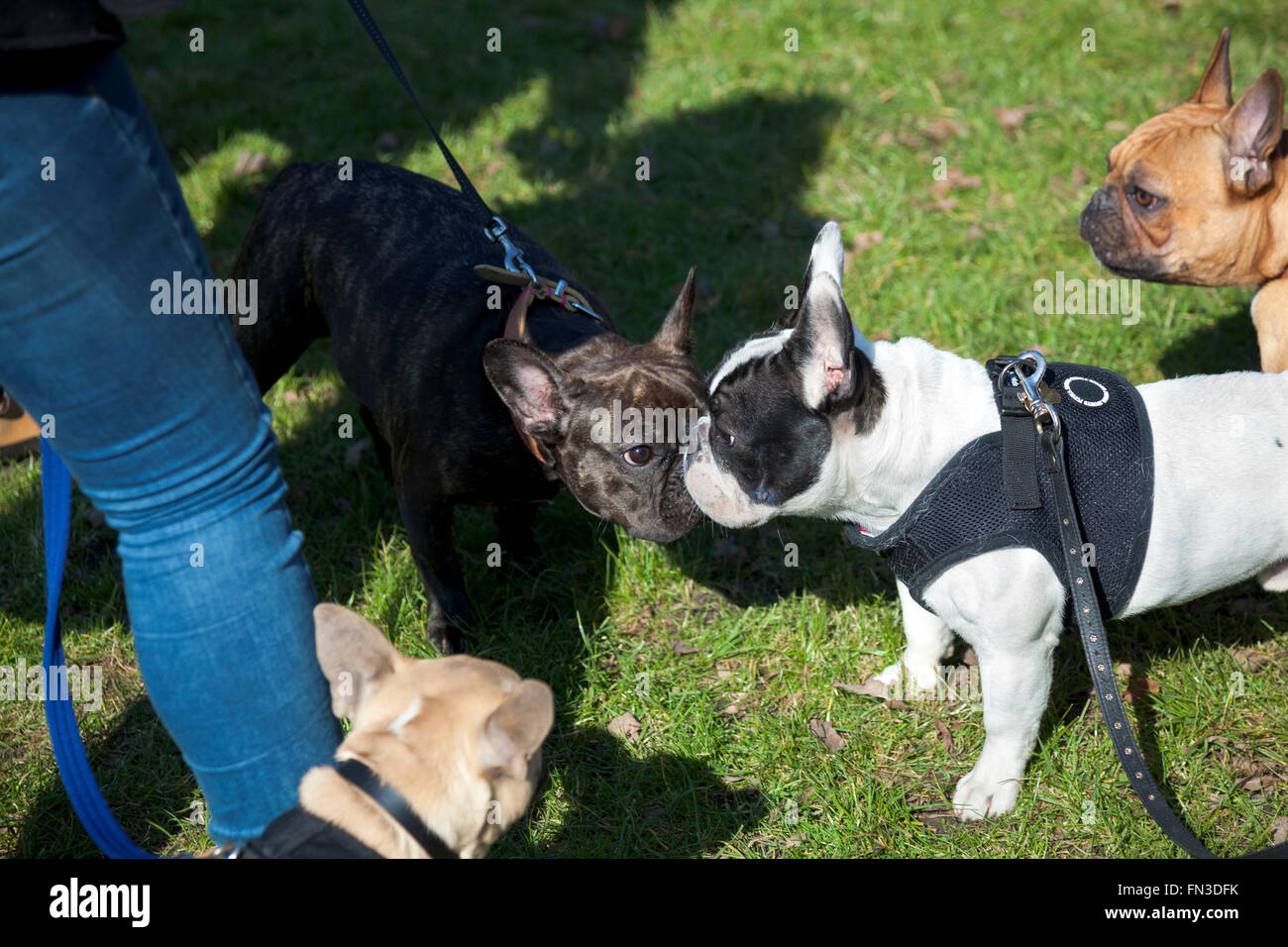 13 mars 2016 - Rencontrez-vous et marchez de Londres Bouledogue Français propriétaires à Regent's Park, London, UK Banque D'Images