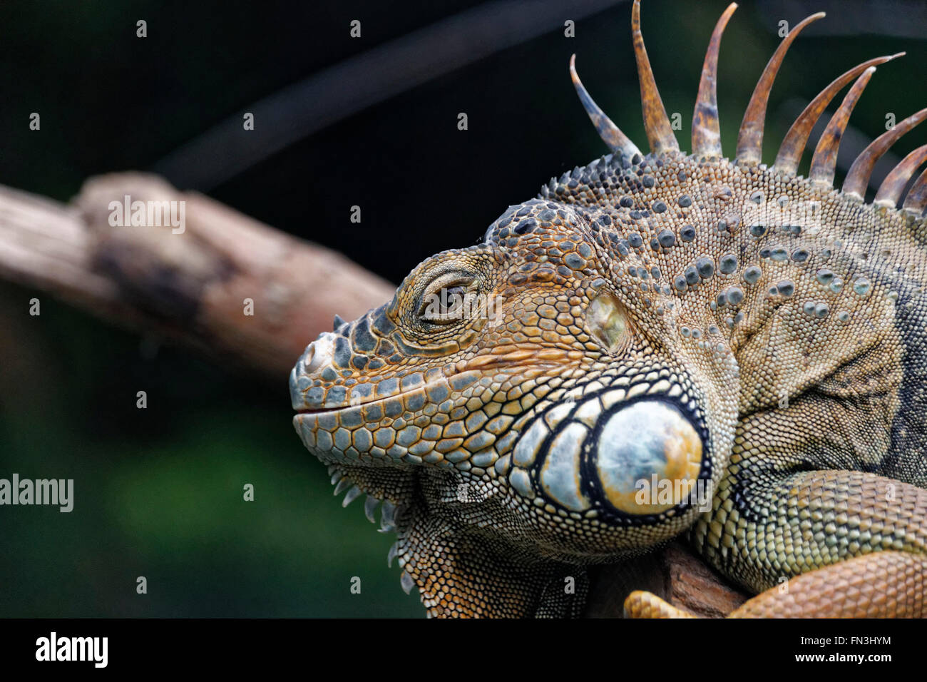 Iguana reposant au zoo à Paris Banque D'Images