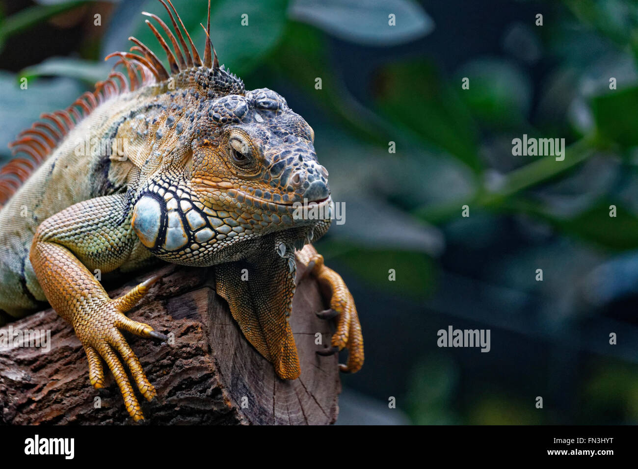 Iguana reposant au zoo à Paris Banque D'Images