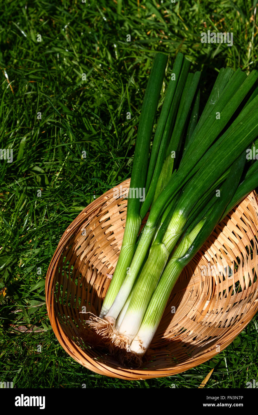 Oignons de printemps dans un panier Banque D'Images