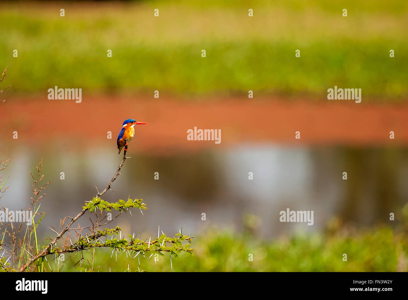 Perché Kingfisher en Masai Mara Kenya Banque D'Images