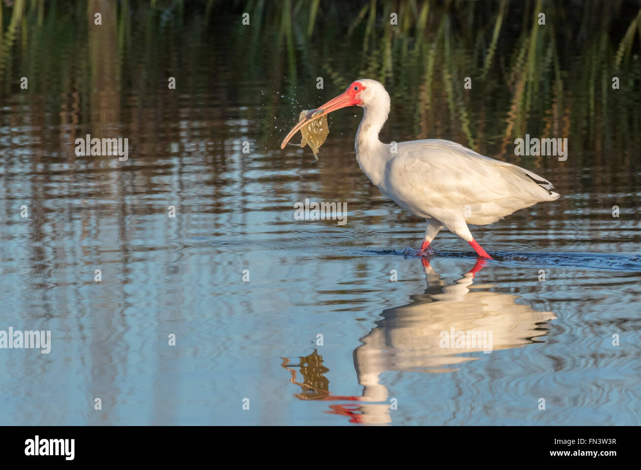American Ibis blanc (Eudocimus albus) avec du crabe capturé dans les marais, Galveston, Texas, États-Unis. Banque D'Images