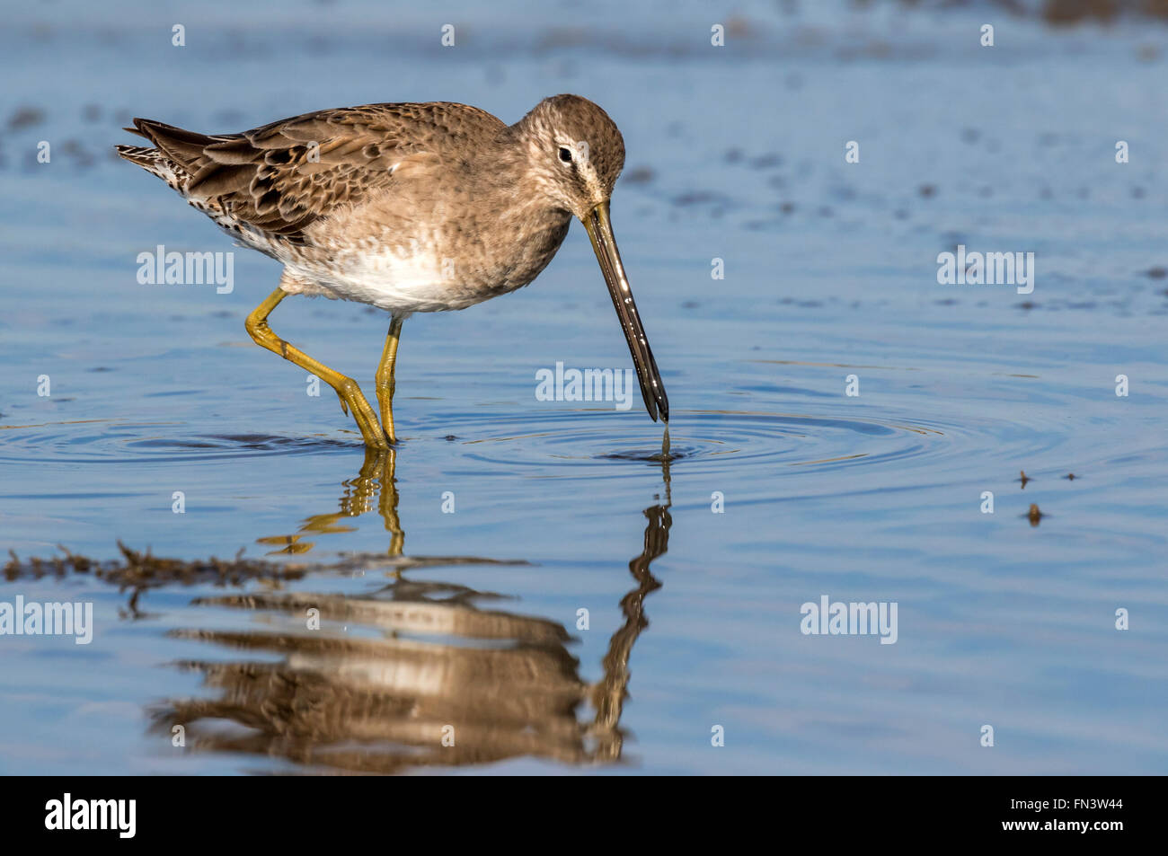 Long bec (Limnodromus scolopaceus) se nourrissant dans les marais de marée, Galveston, Texas, États-Unis. Banque D'Images