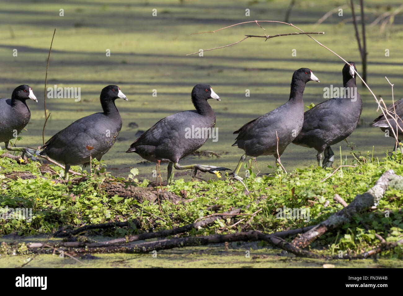 Un groupe de Foulques d'Amérique (Fulica americana) marche dans un marais, Brazos Bend State Park, Needville, Texas, États-Unis Banque D'Images