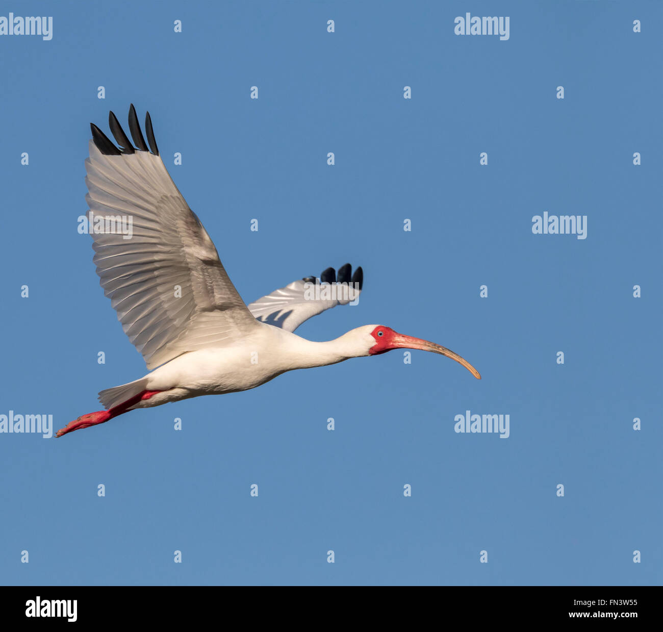 American Ibis blanc (Eudocimus albus), l'île de haut vol, Texas, États-Unis Banque D'Images