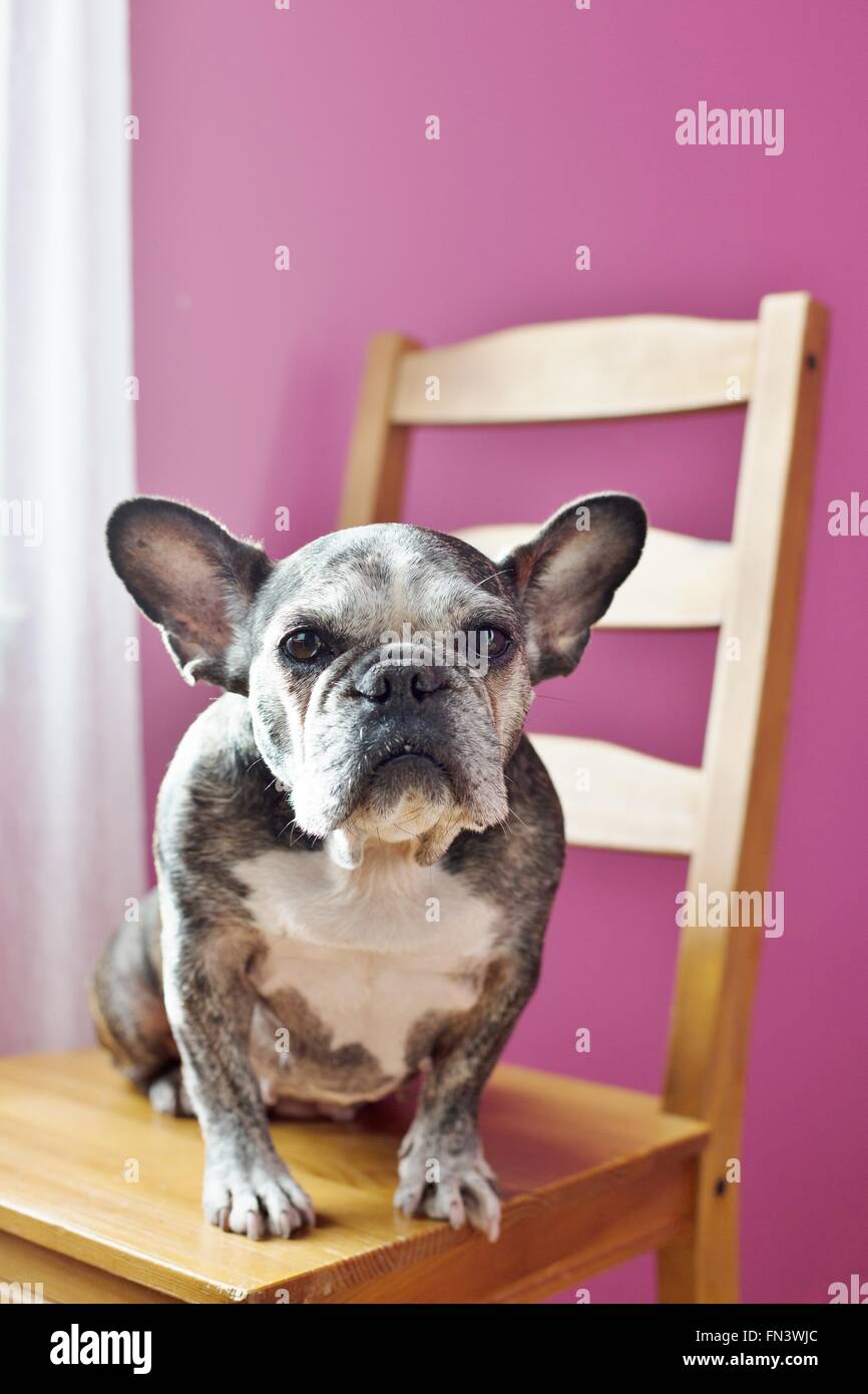 Un joli vieux bouledogue français assis sur une chaise dans une chambre rose. Banque D'Images