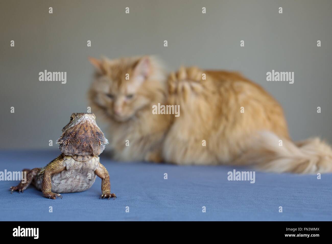 Un chat et un dragon barbu à la recherche à l'autre. Banque D'Images