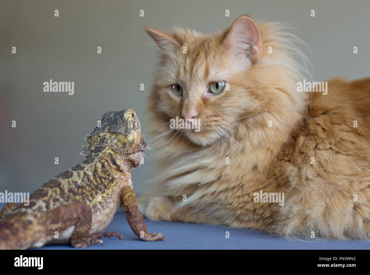 Un chat et un dragon barbu à la recherche à l'autre. Banque D'Images