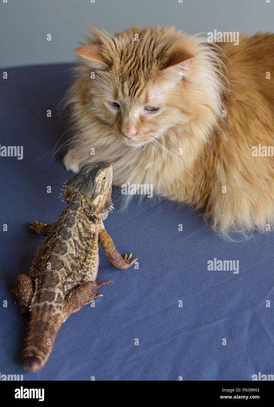Un chat et un dragon barbu à la recherche à l'autre. Banque D'Images