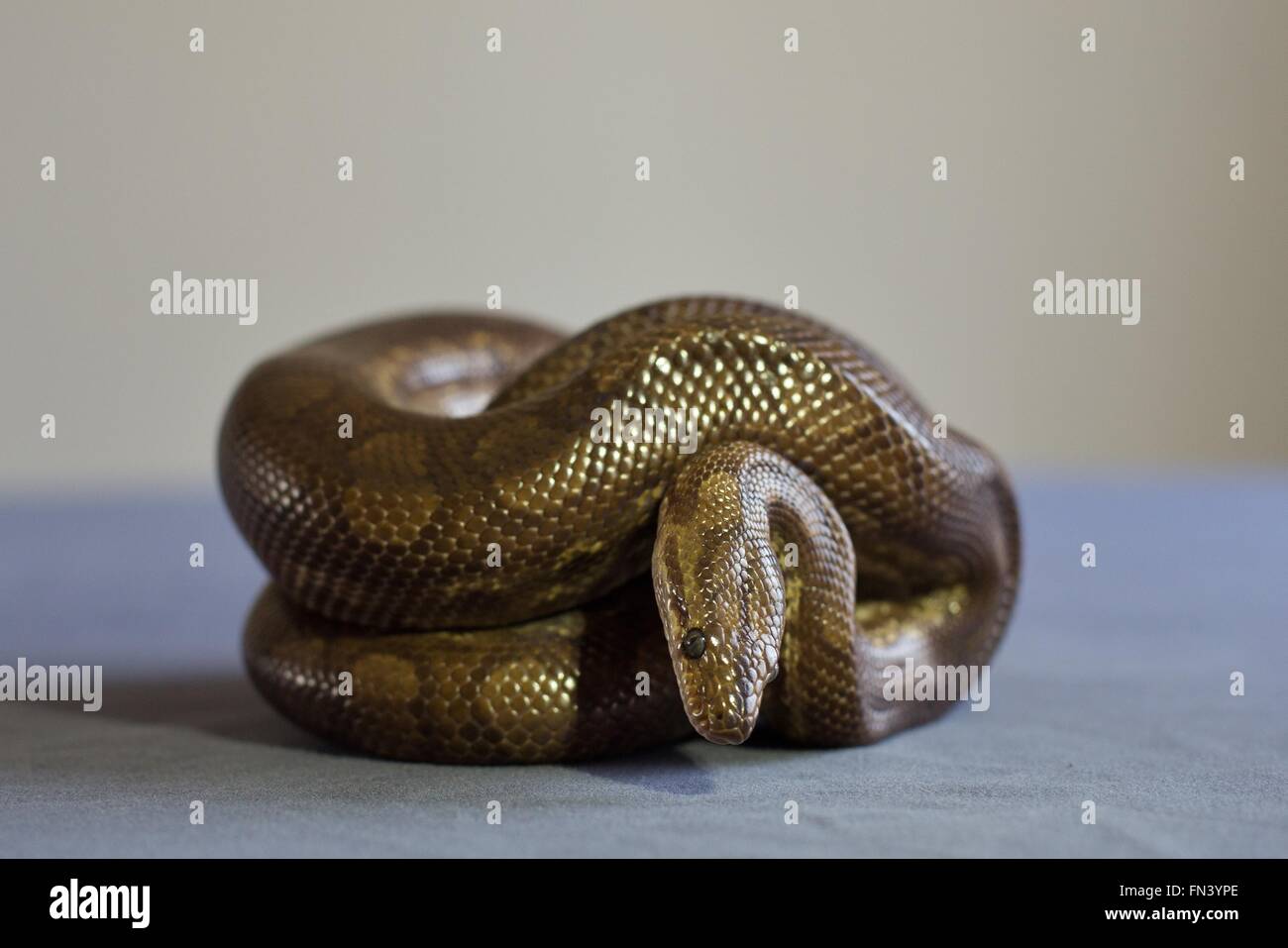 Un arc-en-ciel boa constrictor serpent enroulé en boule. Banque D'Images