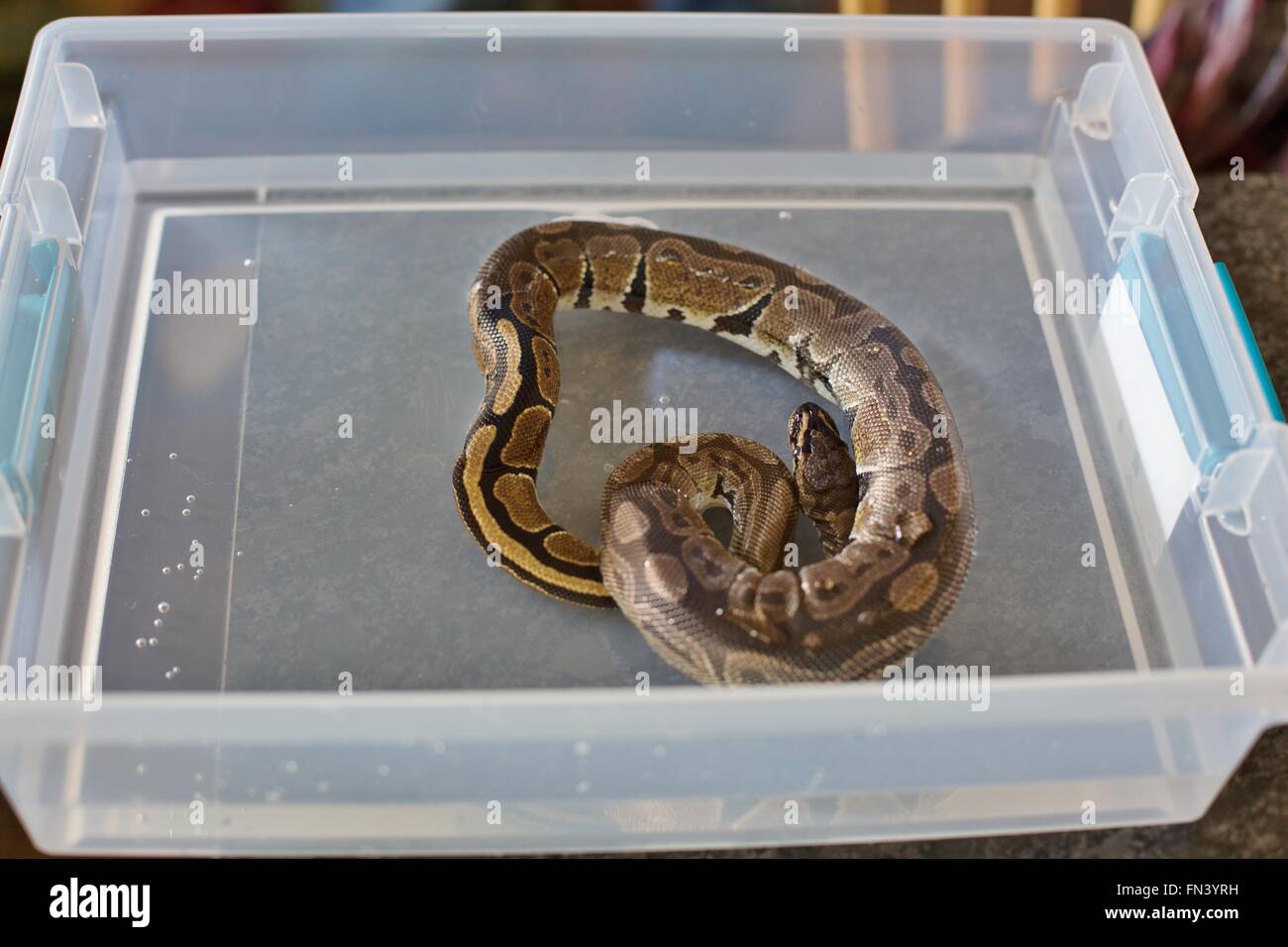 Une petite balle serpent python par trempage dans un bain d'eau. Banque D'Images