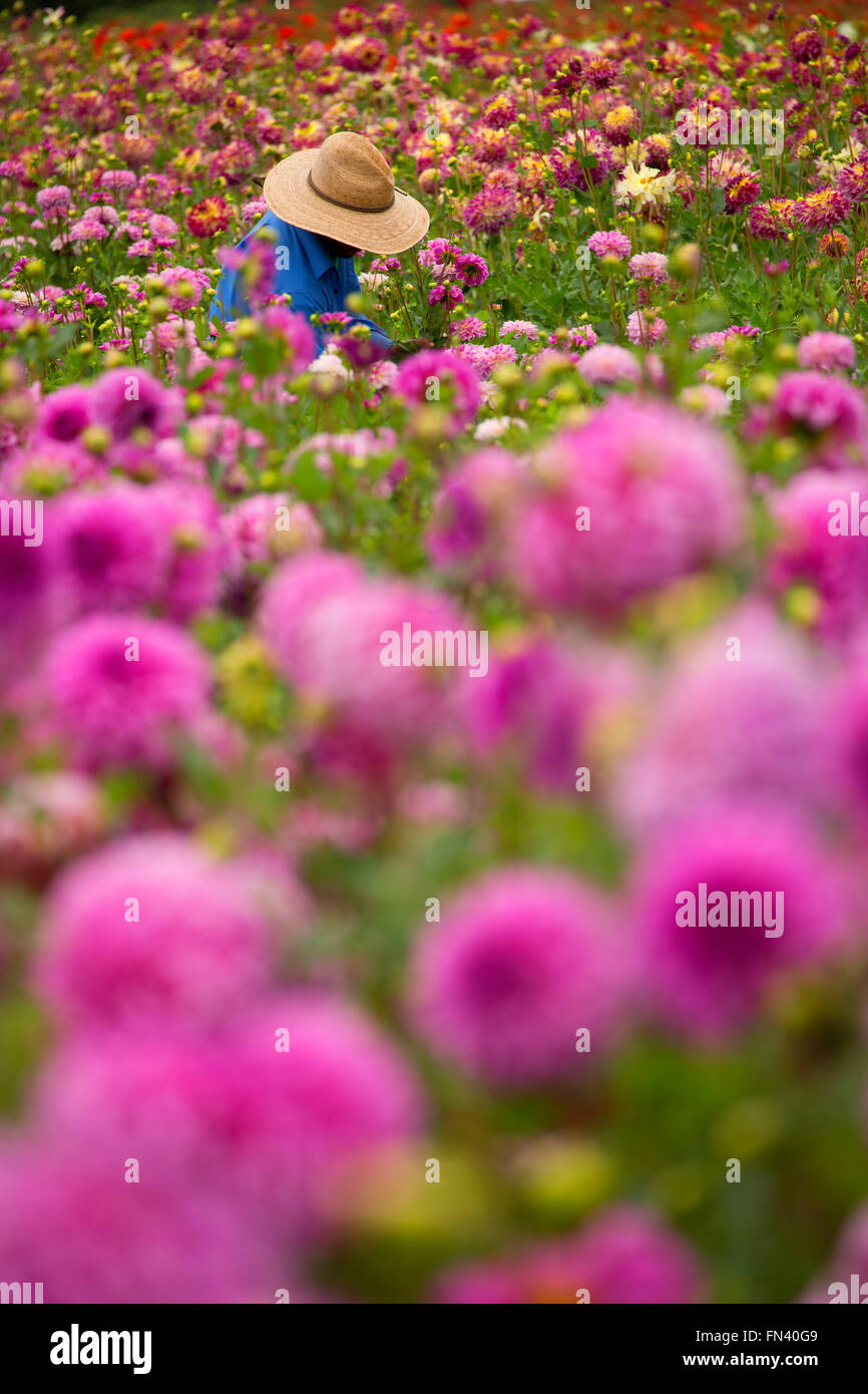 Journalier avec dahlia, Swan Island dahlias, Clackamas Comté (Oregon) Banque D'Images