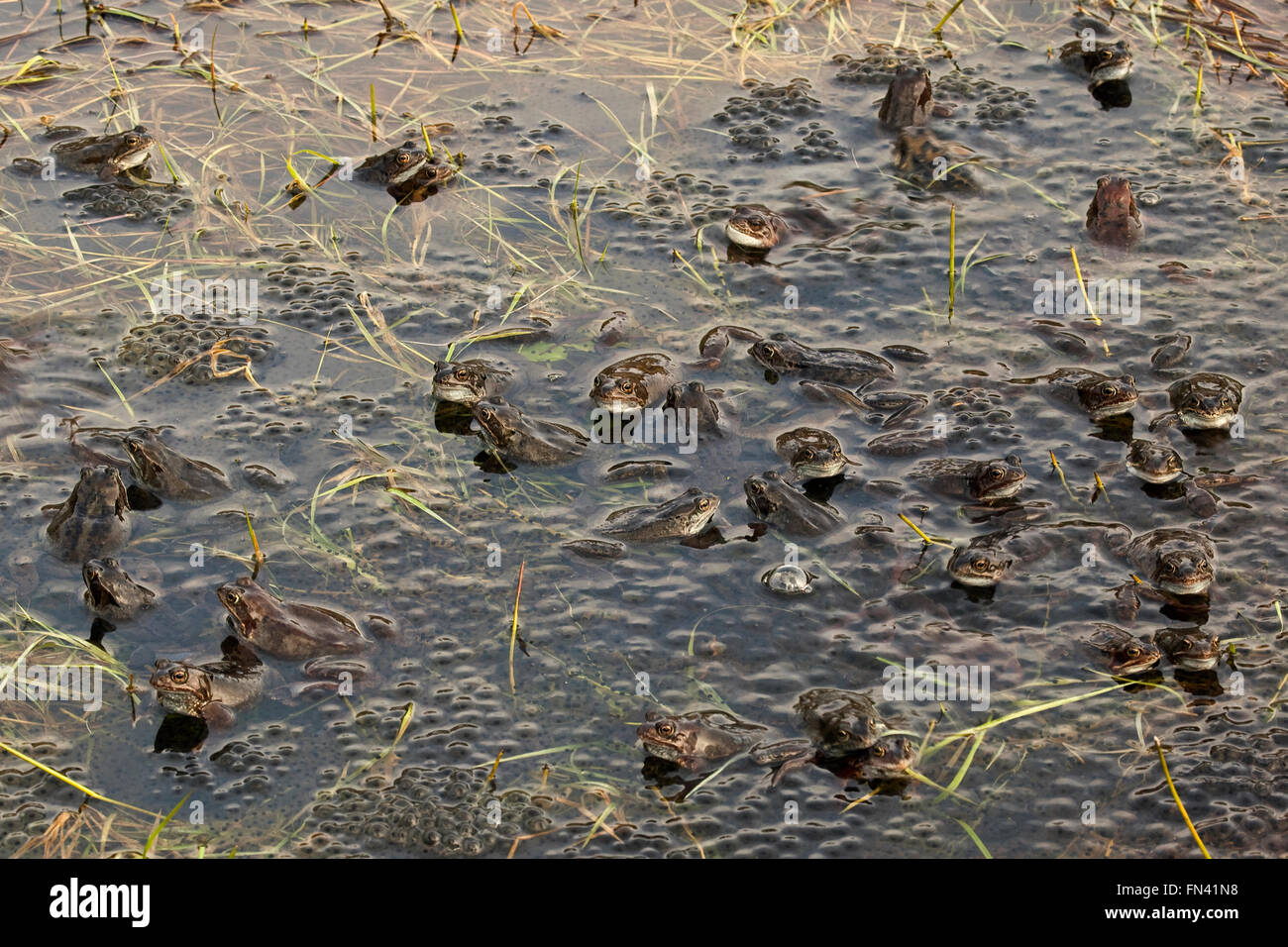 Dumfries et Galloway, au Royaume-Uni. 13 mars, 2016. Les grenouilles se rassemblent pour se reproduire comme le temps chaud déclenche leur cycle de reproduction, Dumfries et Galloway, UK Crédit : Ken Leslie/Alamy Live News Banque D'Images