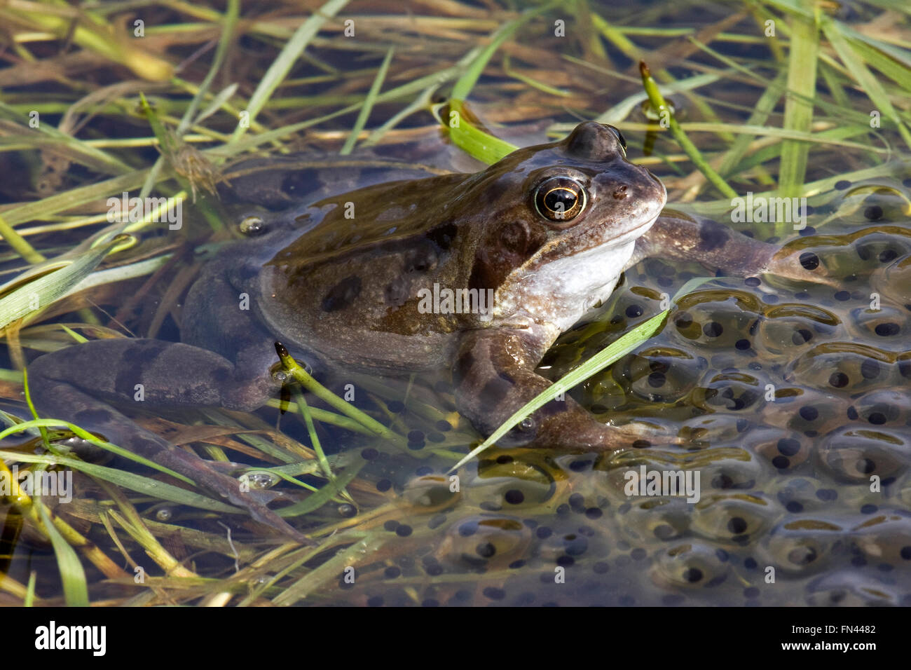 Dumfries et Galloway, au Royaume-Uni. 13 mars, 2016. Les grenouilles se rassemblent pour se reproduire comme le temps chaud déclenche leur cycle de reproduction, Dumfries et Galloway, UK Crédit : Ken Leslie/Alamy Live News Banque D'Images