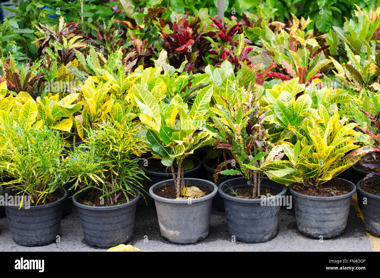 Codiaeum variegatum en pot sur le marché jatujak, Bangkok, Thaïlande Banque D'Images