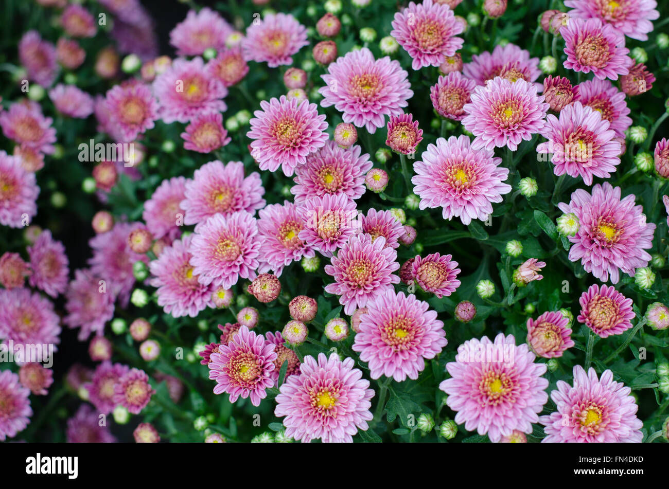 De belles fleurs de chrysanthèmes Banque D'Images