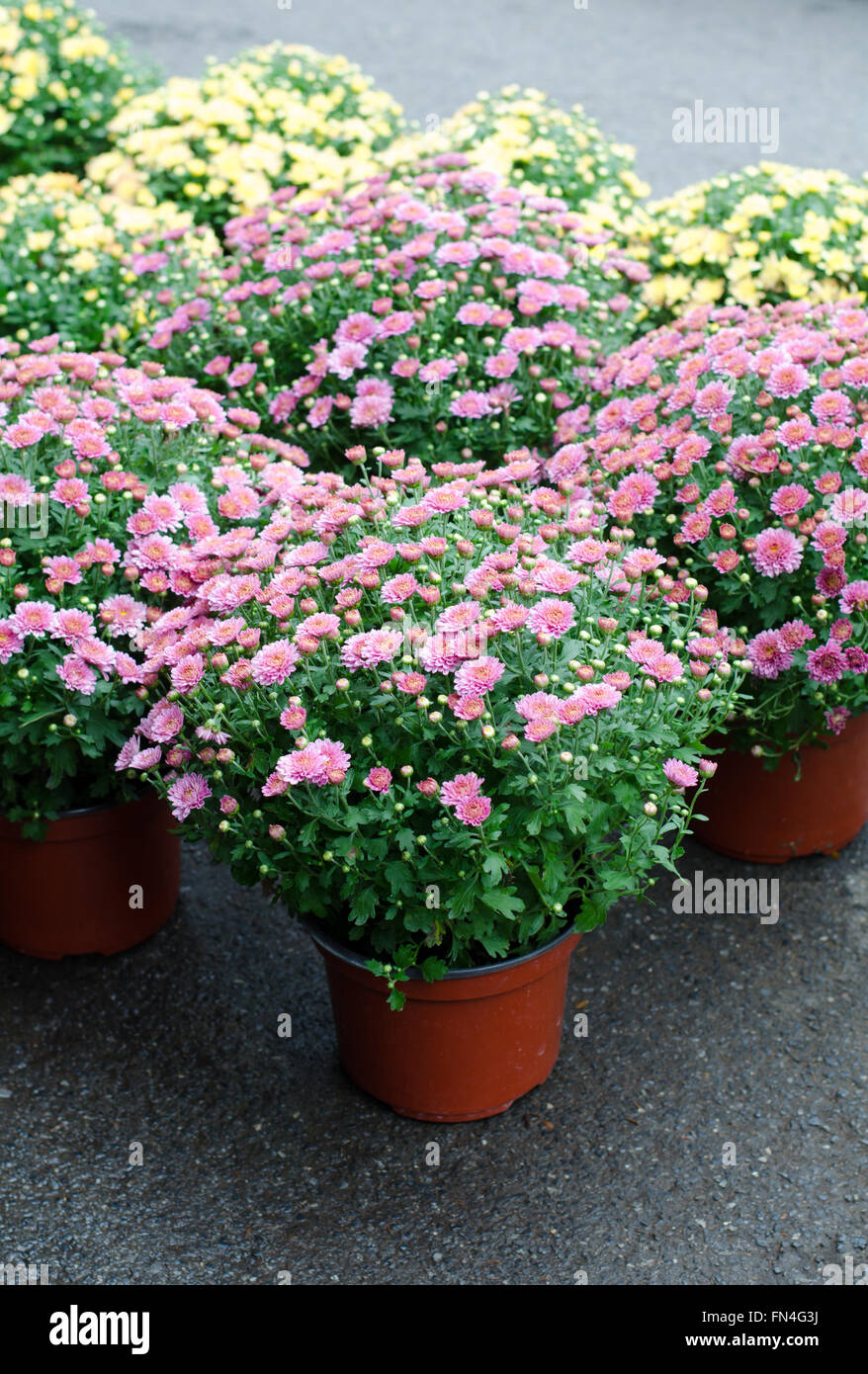 De belles fleurs de chrysanthèmes en pot Banque D'Images