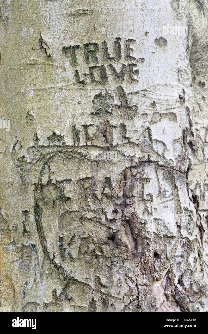 Les mots 'True love' creusée dans le tronc d'un gros arbre. Banque D'Images