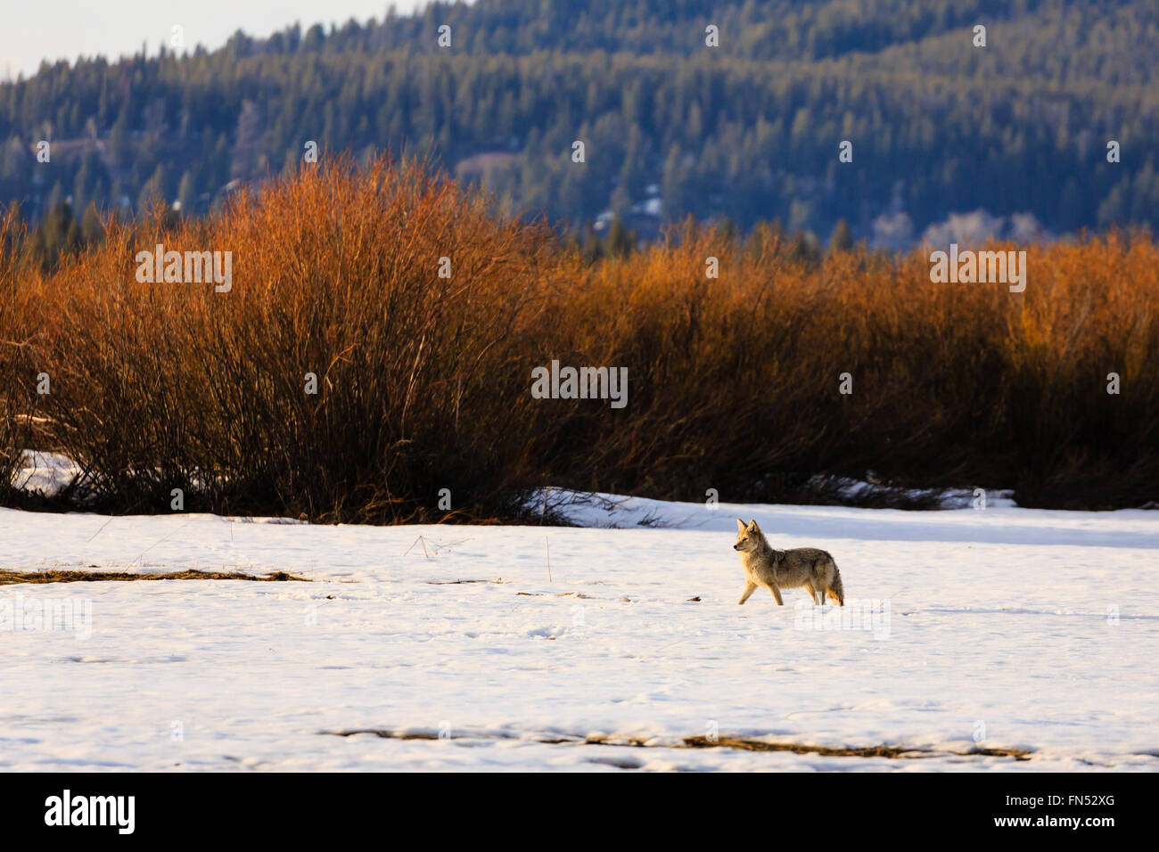 Seul le coyote chasse dans la neige dans le Wyoming Banque D'Images