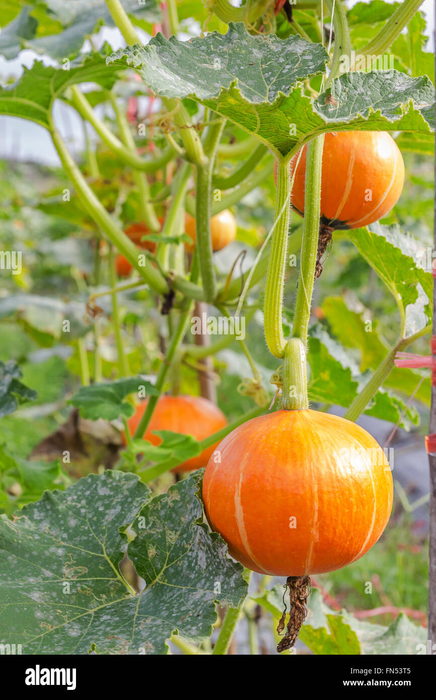 Dans le champ de citrouilles à l'intérieur de feuilles vertes Banque D'Images